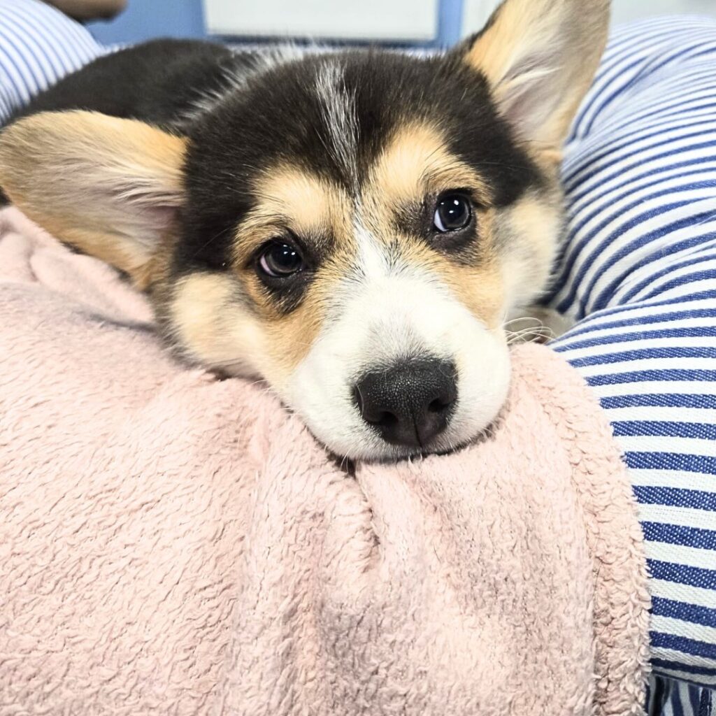cane-controllo-veterinario-roma