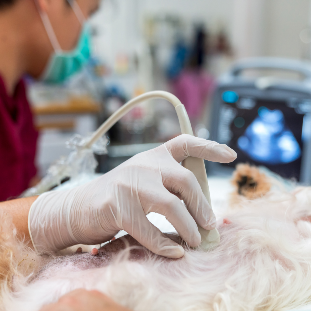 CEUS Ecografia con Mezzo di Contrasto Veterinario dell'Ospedale Veterinario Croce Azzurra Roma Sud effettua un'ecografia ad un cane