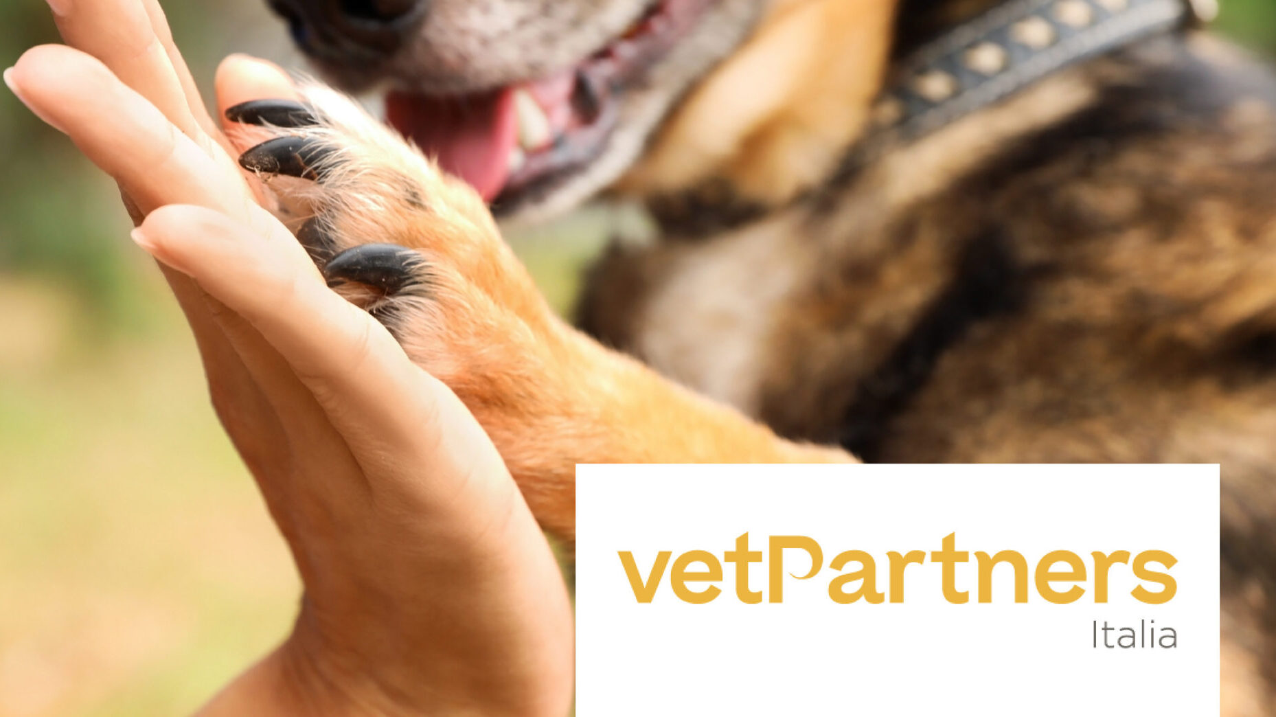 Cane che da la zampa sinonimo di collaborazione e logo VetPartners Italia