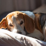 Cagnolina beagle riposa durante la gravidanza