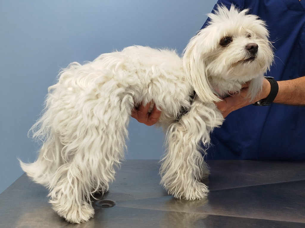cane-controllo-cardiologia cane bianco durante una visita veterinaria presso l'Ospedale Veterinario Croce Azzurra a Roma Sud