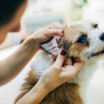 Veterinario controlla le orecchie di un cane per controllarne lo stato