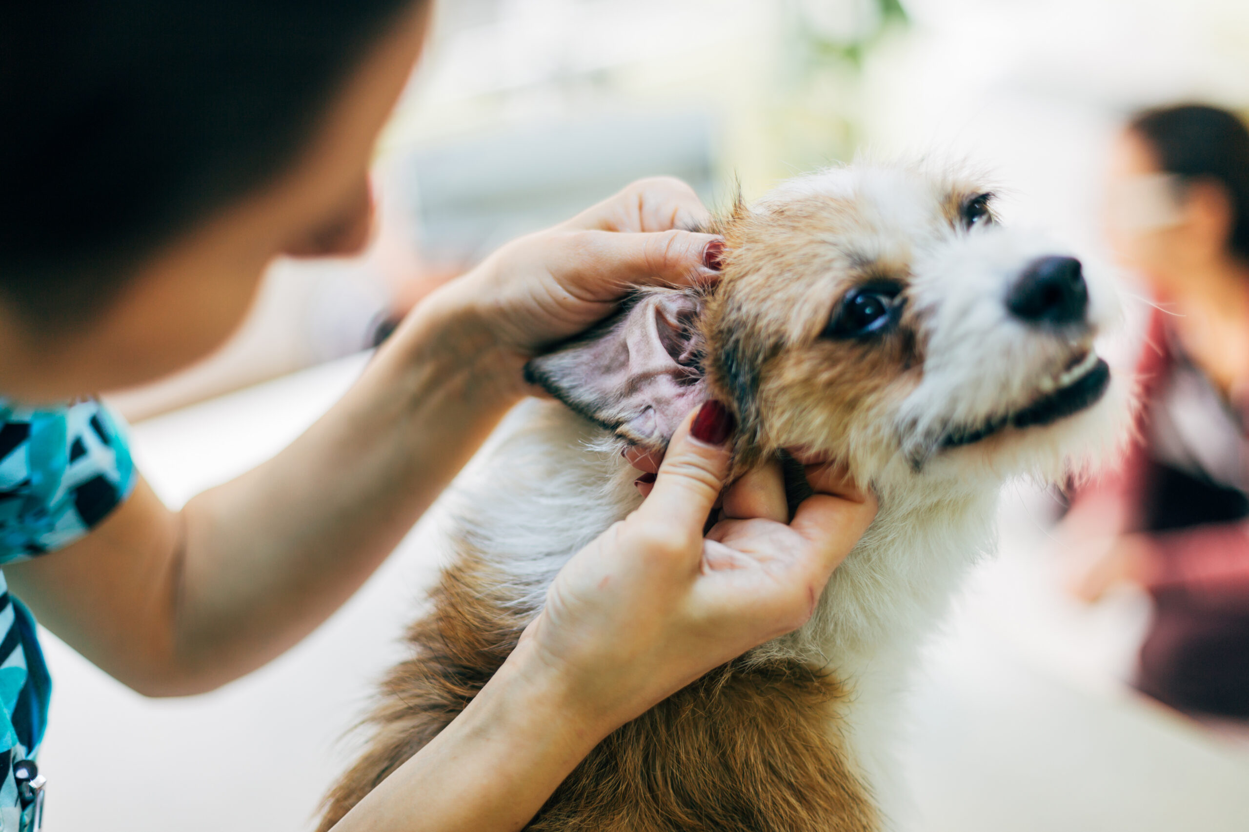 Le Otiti nel cane: l’importanza di una diagnosi correttamente ponderata