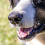 Primo piano di muso di cane per articolo di blog su cosa fare in caso di muso gonfio all'improvviso