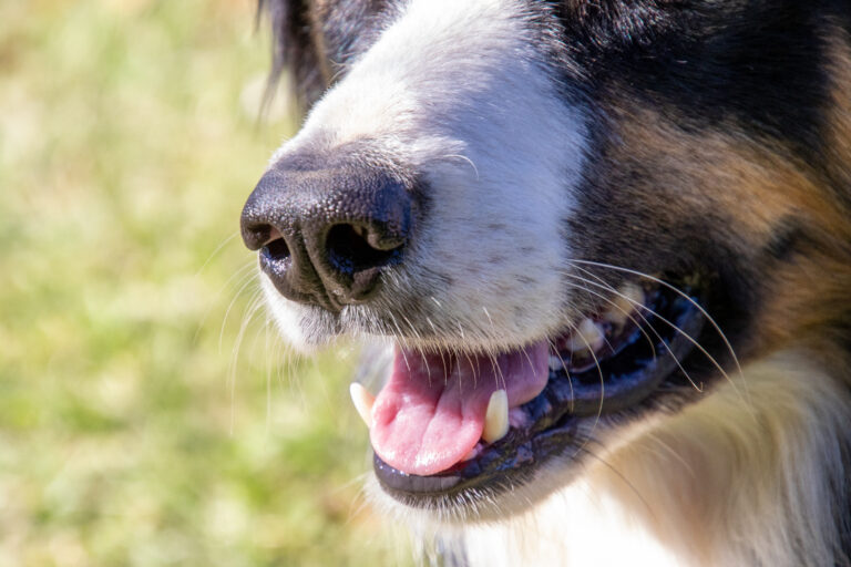 Primo piano di muso di cane per articolo di blog su cosa fare in caso di muso gonfio all'improvviso
