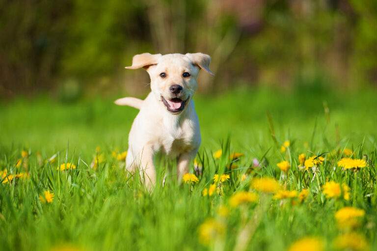 Con la primavera i cani tornano a correre nei prati fioriti, come il cucciolo di labrador nella foto, ma è importante fare i controlli per evitare i parassiti