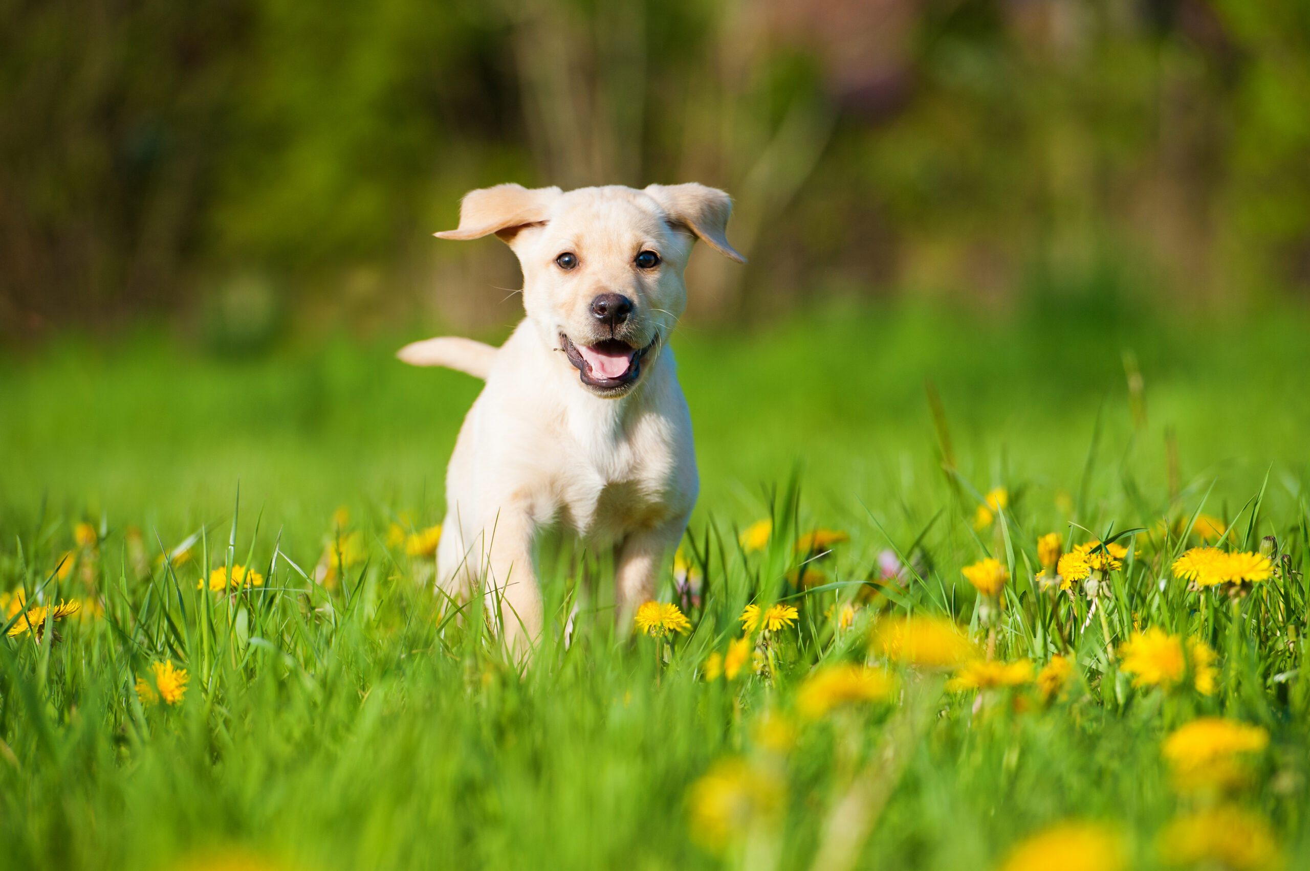 Con la primavera i cani tornano a correre nei prati fioriti, come il cucciolo di labrador nella foto, ma è importante fare i controlli per evitare i parassiti