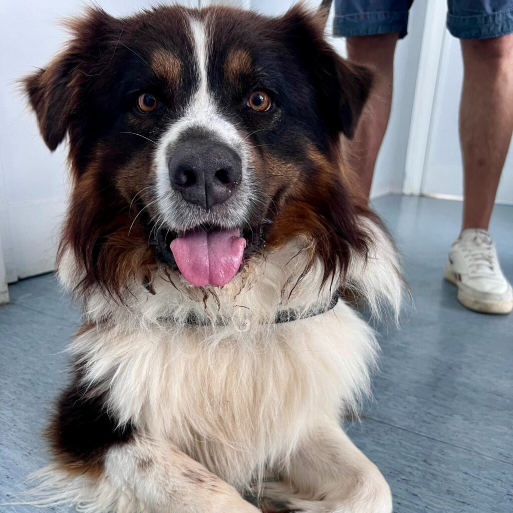 cane-profilassi-antiparassitaria Un cane durante una visita per profilassi antiparassitaria durante una visita di primary care dell'Ospedale Veterinario Croce Azzurra Roma