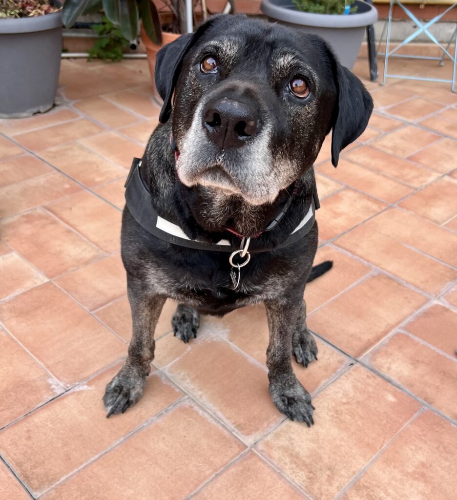 cane senior dopo un controllo presso l'Ospedale Veterinario Croce Azzurra a Roma Sud