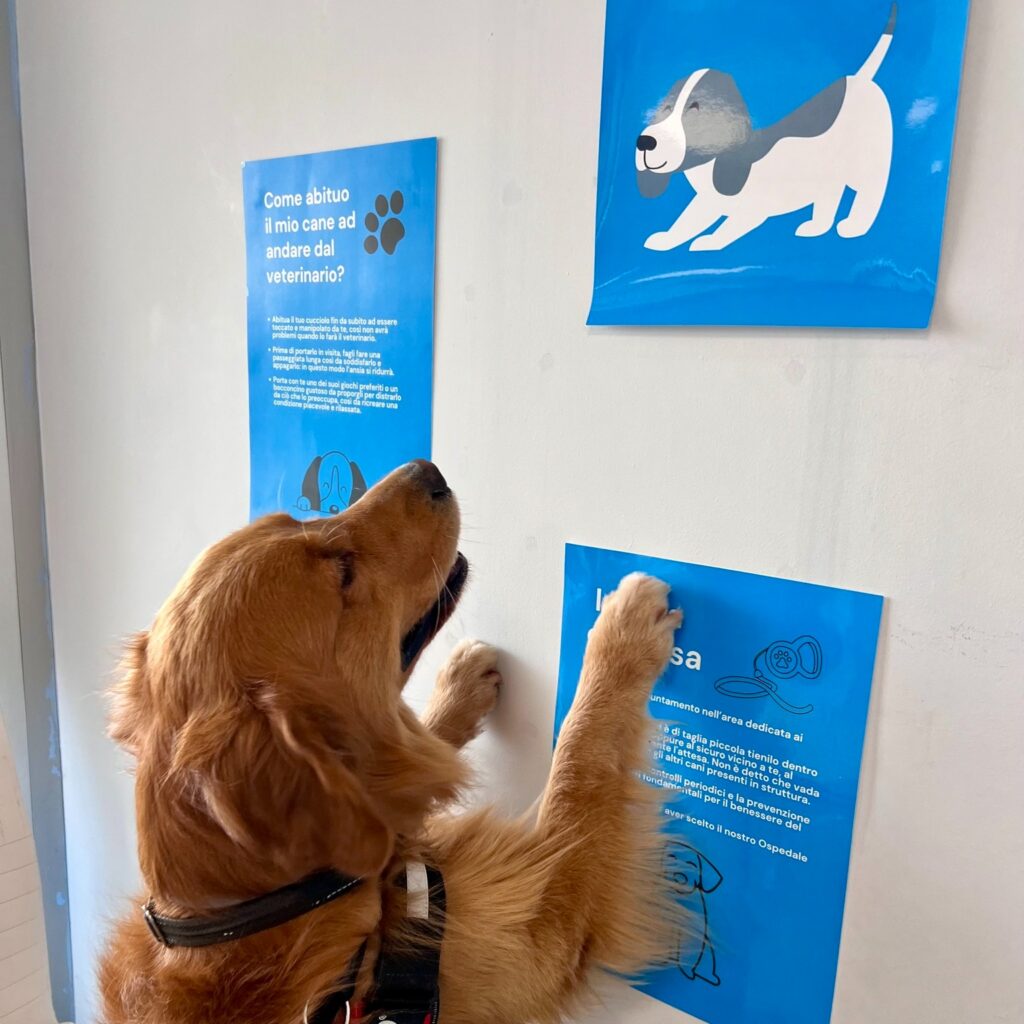 cane-visita-veterinaria-roma Un cane Golden Retriever poggia le zampe anteriori su una parete con poster informativi azzurri all'interno di un ospedale veterinario a Roma. I poster spiegano come abituare il cane alla visita e le regole della sala d'attesa.