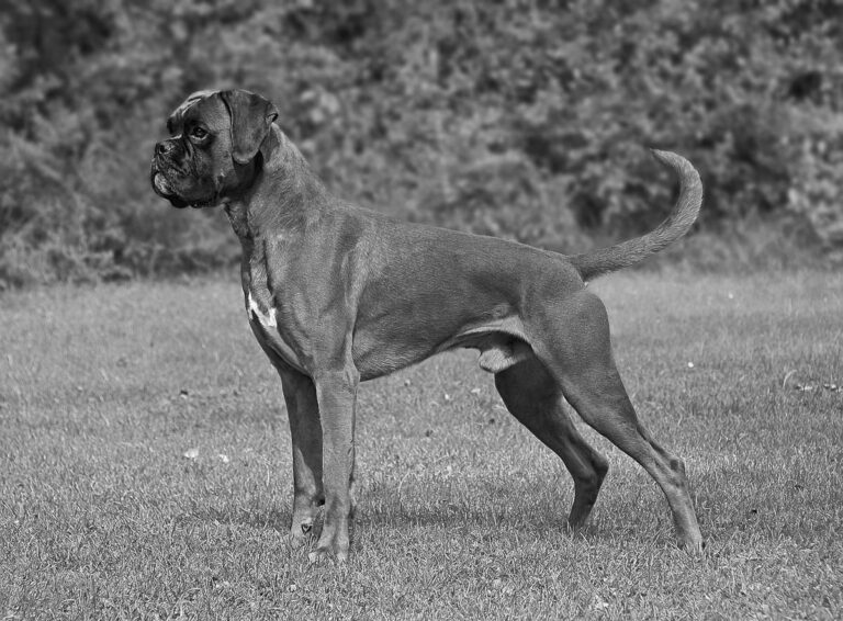 La Castrazione nel Cane maschio: i miti da sfatare