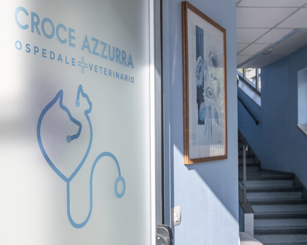chi-siamo-ospedale-veterinario-roma Immagine scattata all'interno dell'Ospedale Veterinario Croce Azzurra a Roma Sud Municipio IX