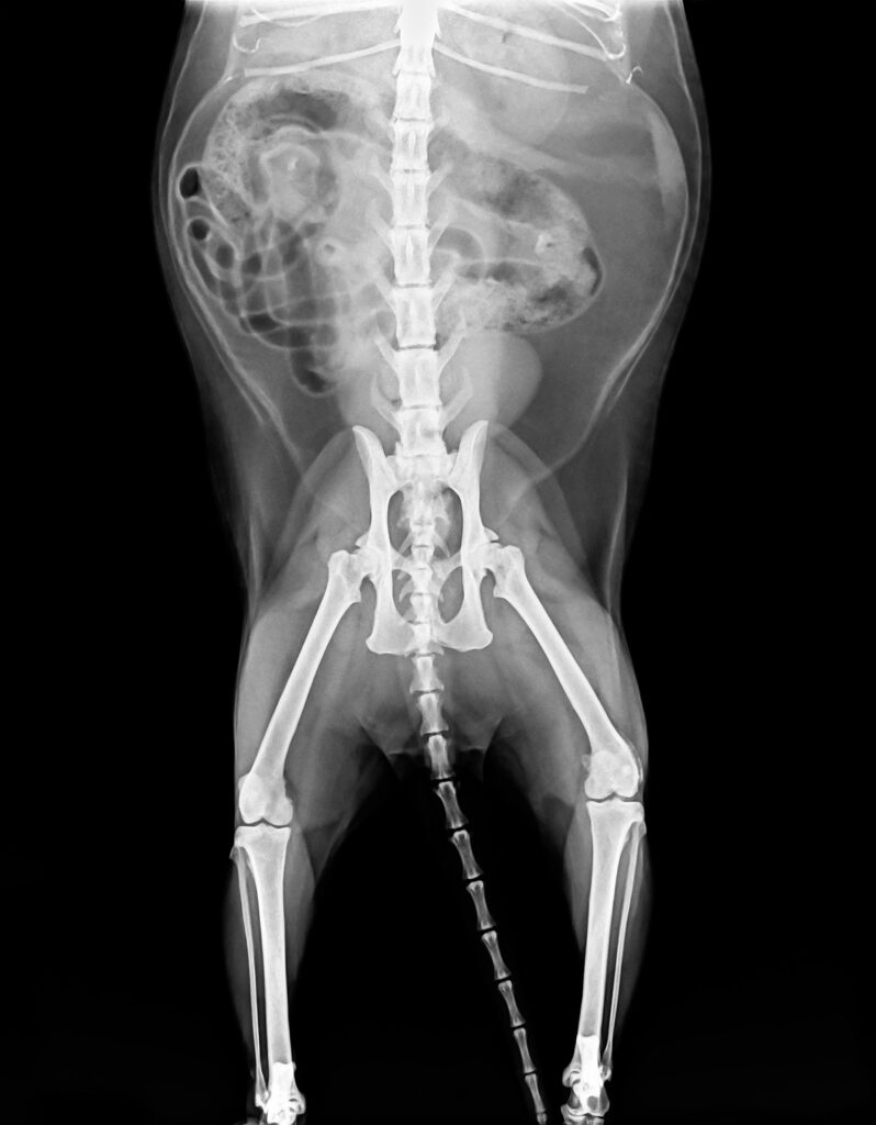 X-ray plate of cat Radiografia di un gatto presso l'Ospedale Croce Azzurra a Roma