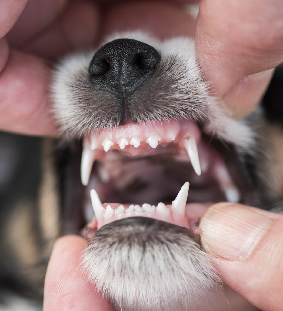 Dental control - puppy - Jack Russell Terrier 5,5 weeks old Cucciolo di Jack Russel durante un controllo dentale presso l'Ospedale Veterinario Croce Azzurra a Roma