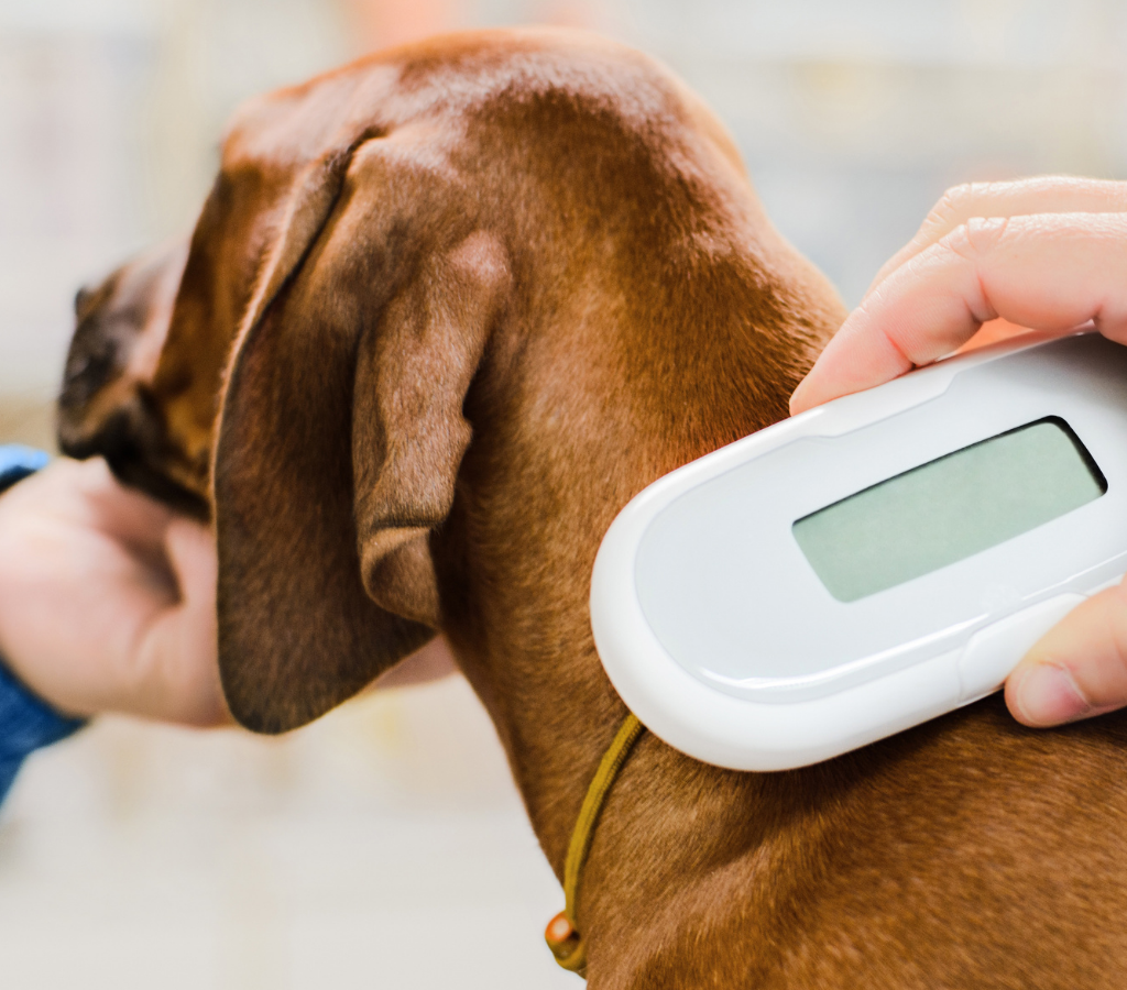 controllo-microchip controllo della presenza di un microchip in un cane