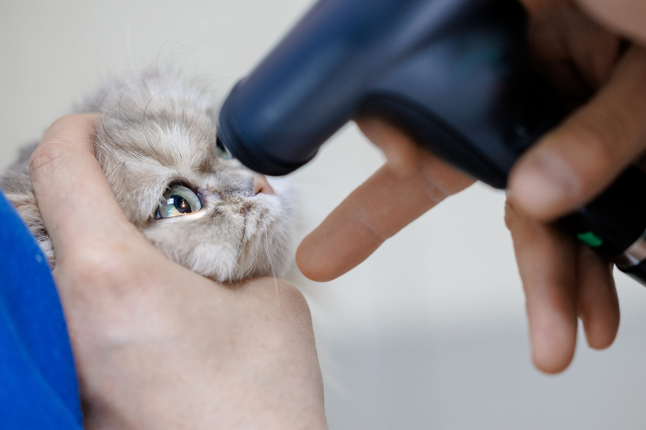 Veterinarian examines cat with ophthalmoscope in clinic visit Un veterinario dell'Ospedale Veterinario Croce Azzurra durante un controllo oftalmico di un gatto durante una visita