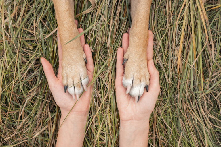 Un cane da le zampe al suo umano: Articolo di blog per far comprendere l'importanza di controllare le zampe per evitare la presenza di corpi estranei