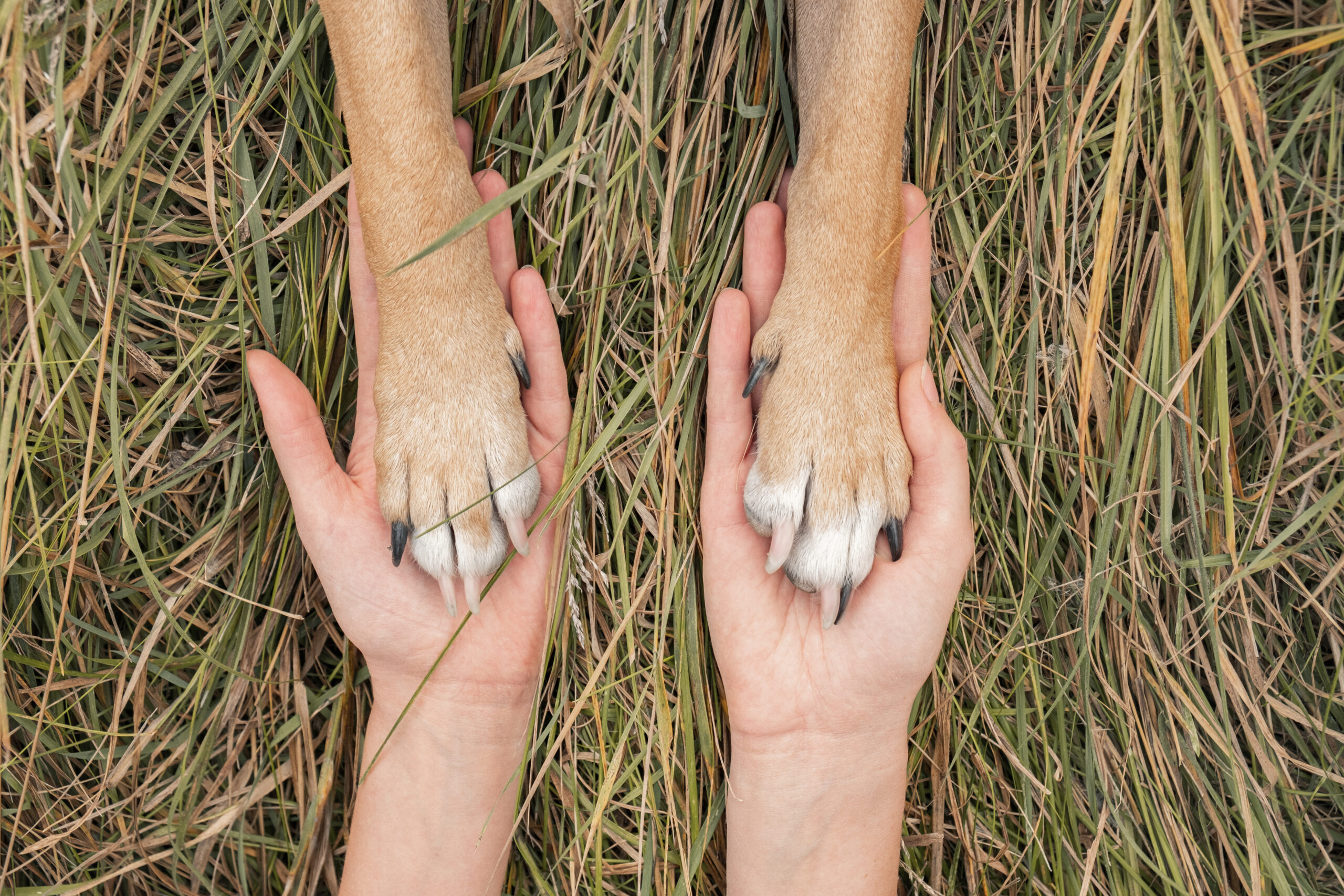 Un cane da le zampe al suo umano: Articolo di blog per far comprendere l'importanza di controllare le zampe per evitare la presenza di corpi estranei