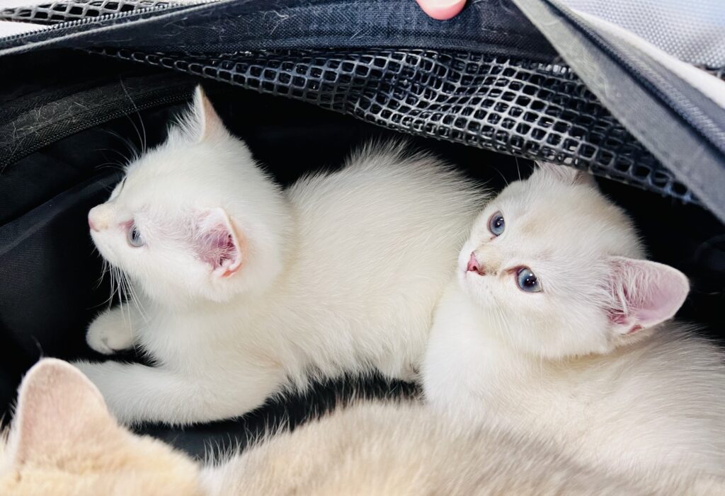 cuccioli-gatti-visita Cuccioli di gatto durante una visita veterinaria presso l'Ospedale Veterinario Croce Azzurra a Roma Sud Municipio IX