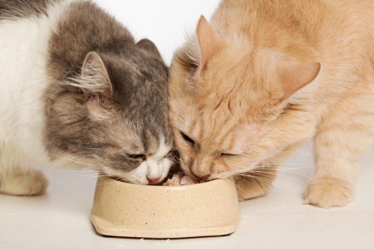 Due gatti mangiano da una ciotola