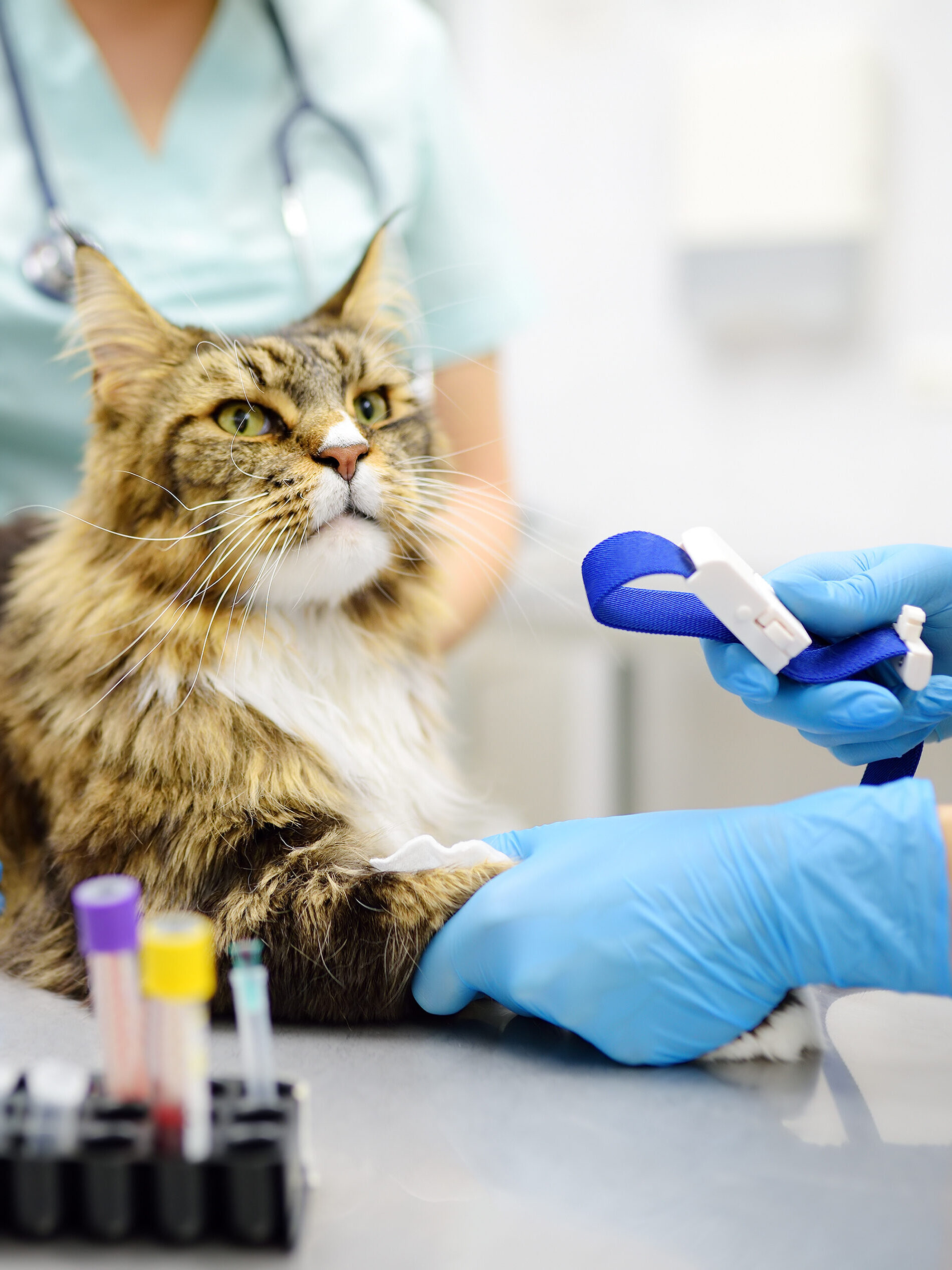 un Maine Coon fa gli esami del sangue presso l'Ospedale Veterinario Croce Azzurra a Roma Sud