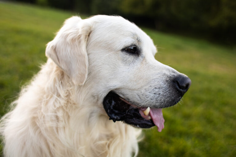 Prevenzione della Filariosi Cardio-Polmonare Canina: un rischio reale anche nel Centro Italia. Immagine di un cane bianco di profilo che ansima