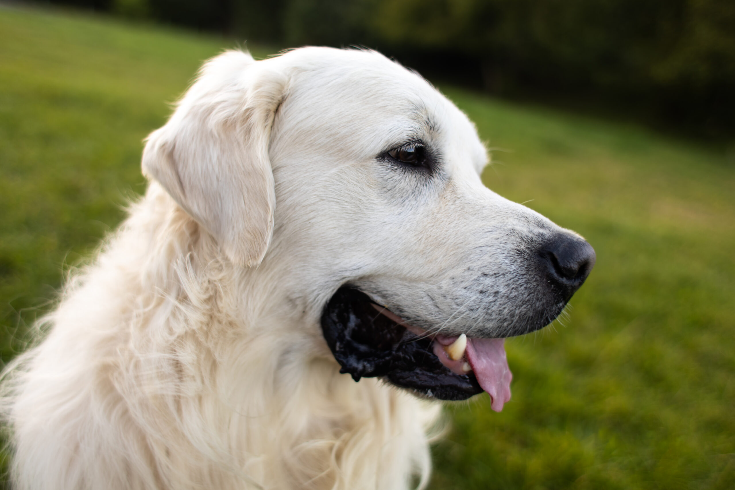 Prevenzione della Filariosi Cardio-Polmonare Canina: un rischio reale anche nel Centro Italia. Immagine di un cane bianco di profilo che ansima