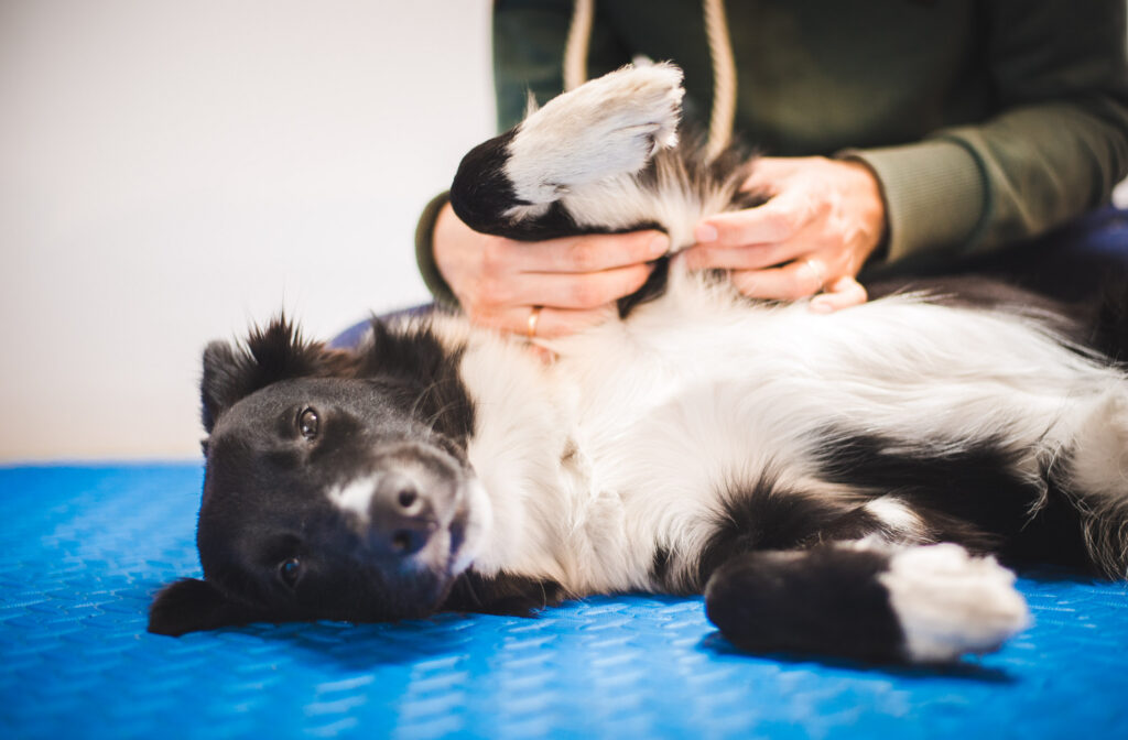 Border collie dog during a massage done by a pet physical therapist and during and exam Un veterinario fisioterapista esegue la terapia fisiatrica su un cane presso l'Ospedale Croce Azzurra a Roma Municipio IX