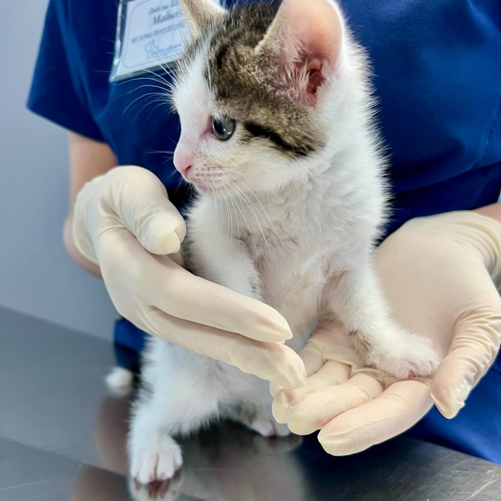 gattino-visita-veterinaria-roma Un piccolo gattino bianco e tigrato sorretto con cura dalle mani guantate di un medico dell'ospedale per animali a Roma.