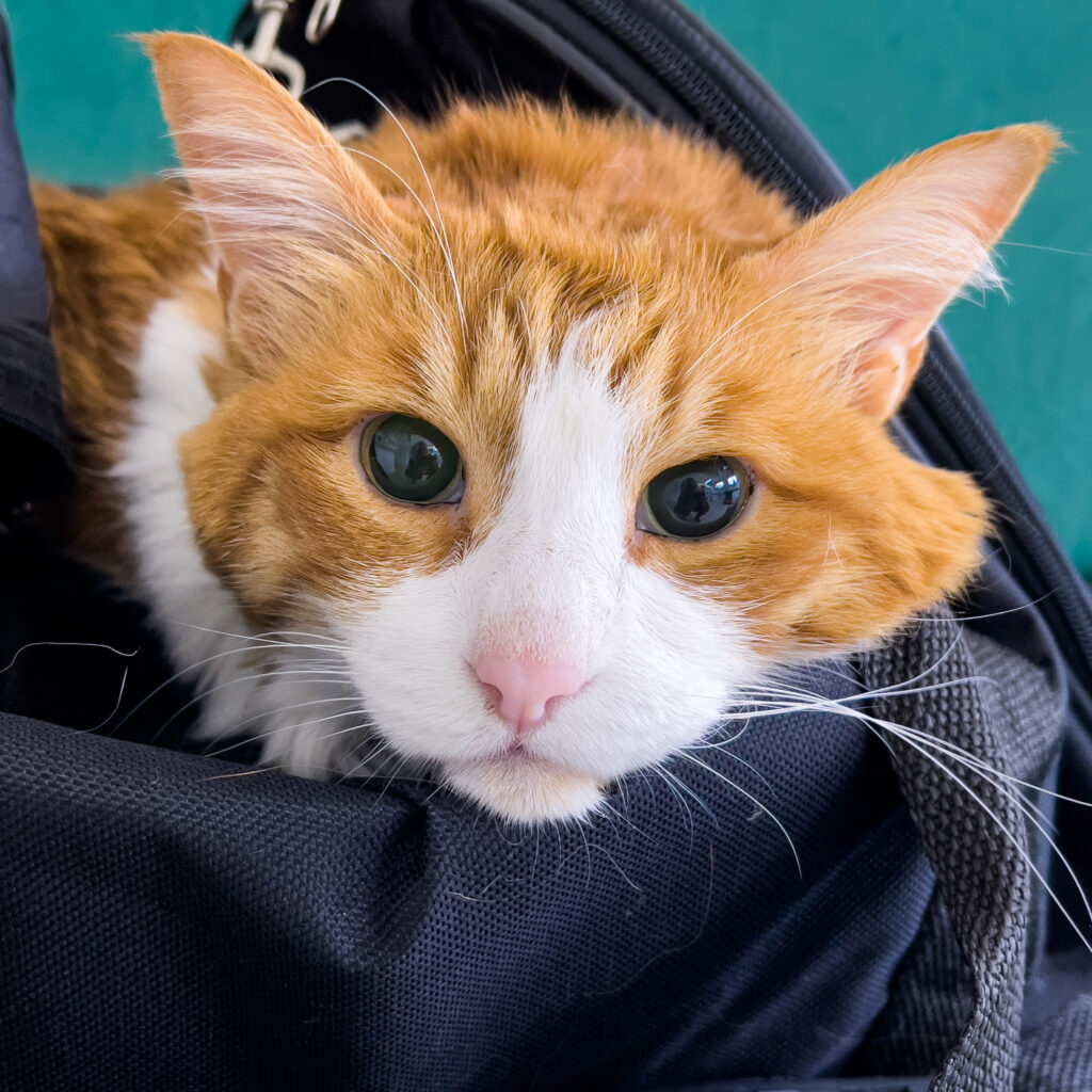 Ginger white cat in bag with dilated pupils after anaesthesia before operation Gatto rosso e bianco con pupille dilatate dopo l'anestesia veterinaria per una terapia del dolore, adagiato in un trasportino.