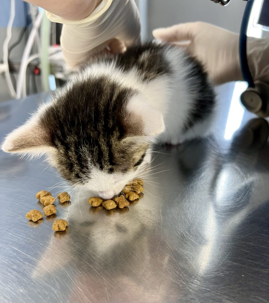 un gatto mangia un premietto per tranquillizzarsi durante una visita dermatologica