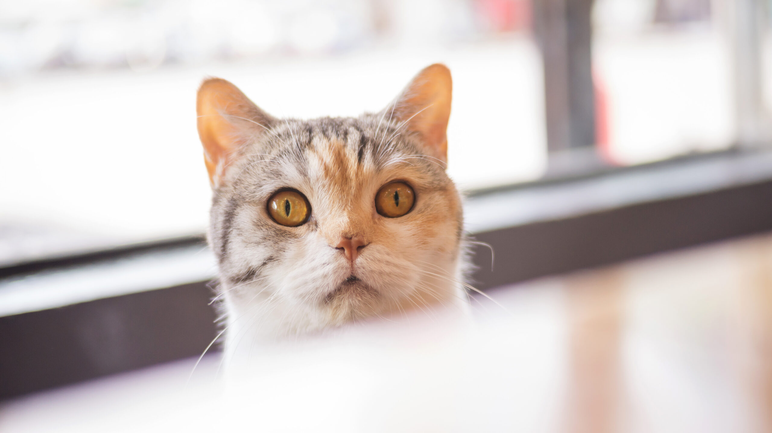 Un gatto guarda del cibo: Articolo di blog per attenzionare ai rischi di avvelenamento da pesticidi per topi