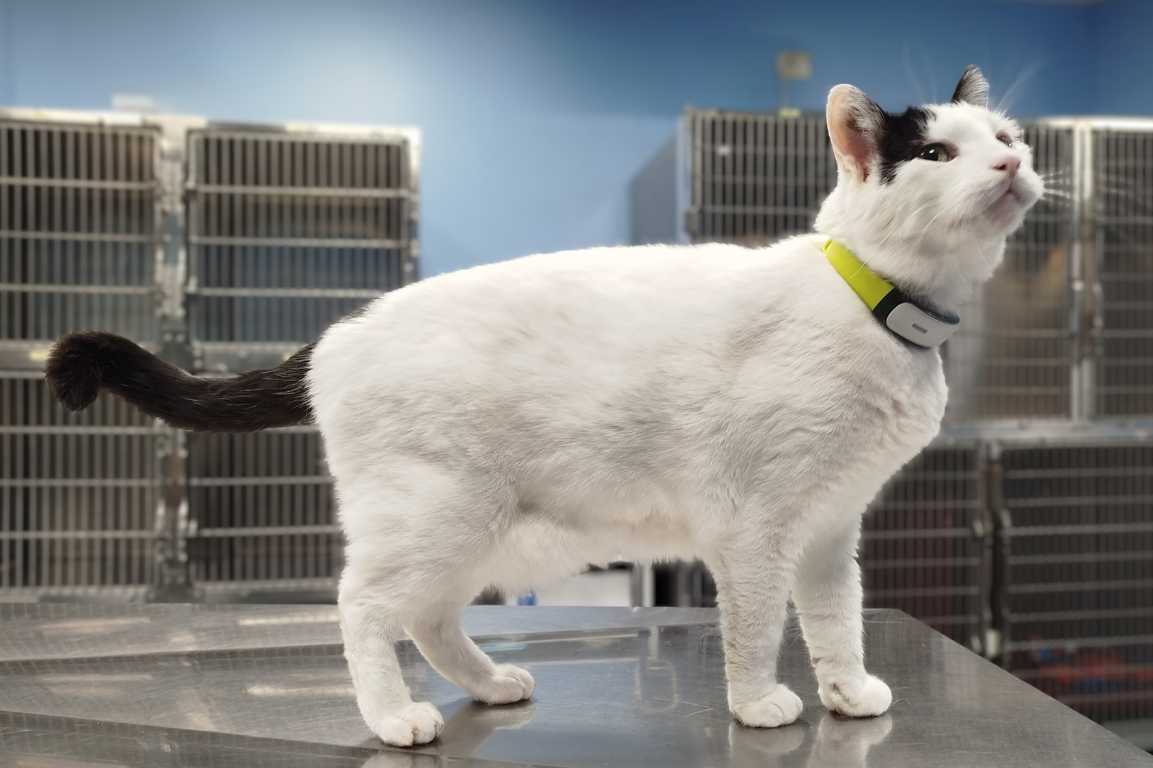 gratto bianco in degenza presso l'Ospedale Veterinario Croce Azzurra a Roma Sud