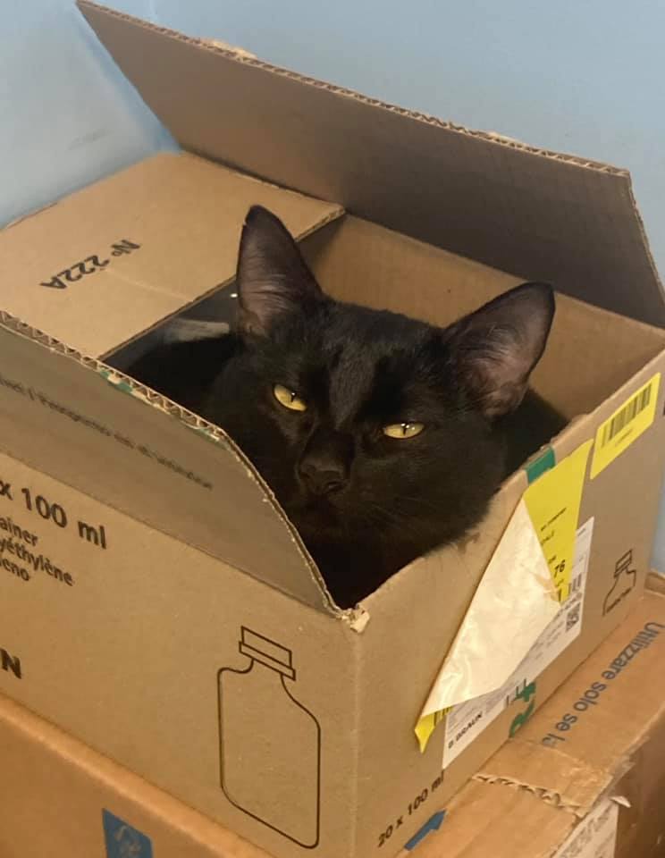 gatto-nero-curioso Un gatto nero che spunta da una scatola di cartone all'interno dell'ambulatorio del veterinario Roma Sud, a testimoniare un approccio "cat friendly" e accogliente.