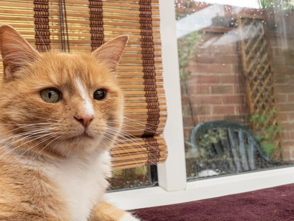 Domestic ginger cat with left pupil dilated with atropine to help treat uveitis gatto rosso con problemi nurologici