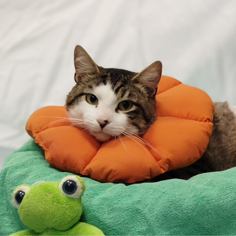 gatto-post-chirurgia un gatto dopo un'intervento chirurgico