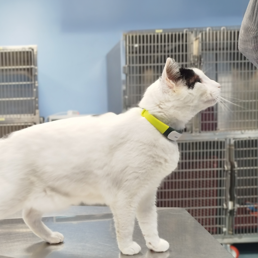 gatto-servizi-veterinari-ecografia-roma Un gatto bianco in degenza dell'Ospedale Veterinario Croce Azzurra Roma