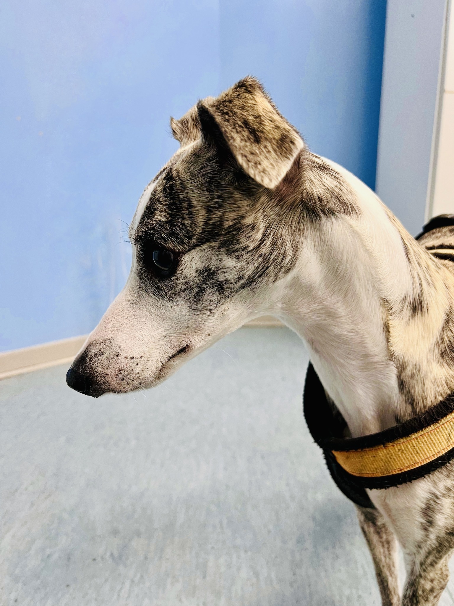Primo piano di profilo di un cane levriero tigrato durante una consulenza specialistica presso l'Ospedale veterinario in Piazza Cina a Roma.