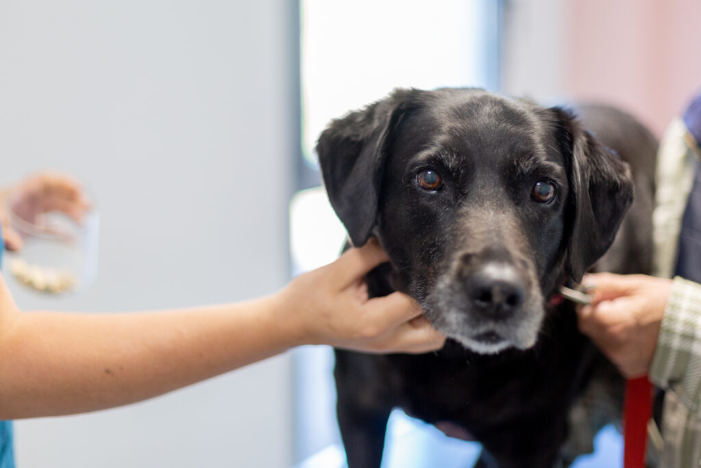 Labrador noir lors d’un contrôle médical dans une clinique vétérinaire Un cane fa un controllo di medicina veterinaria interna presso l'Ospedale Veterinario Croce Azzurra a Roma Sud