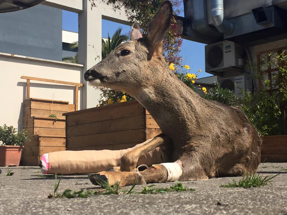 ortopedia-animali Cerbiatto curato nel reparto di ortopedia dell'Ospedale Veterinario Croce Azzurra