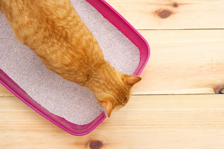 Gatto con difficoltà a fare la pipì a causa di un'ostruzione uretrale