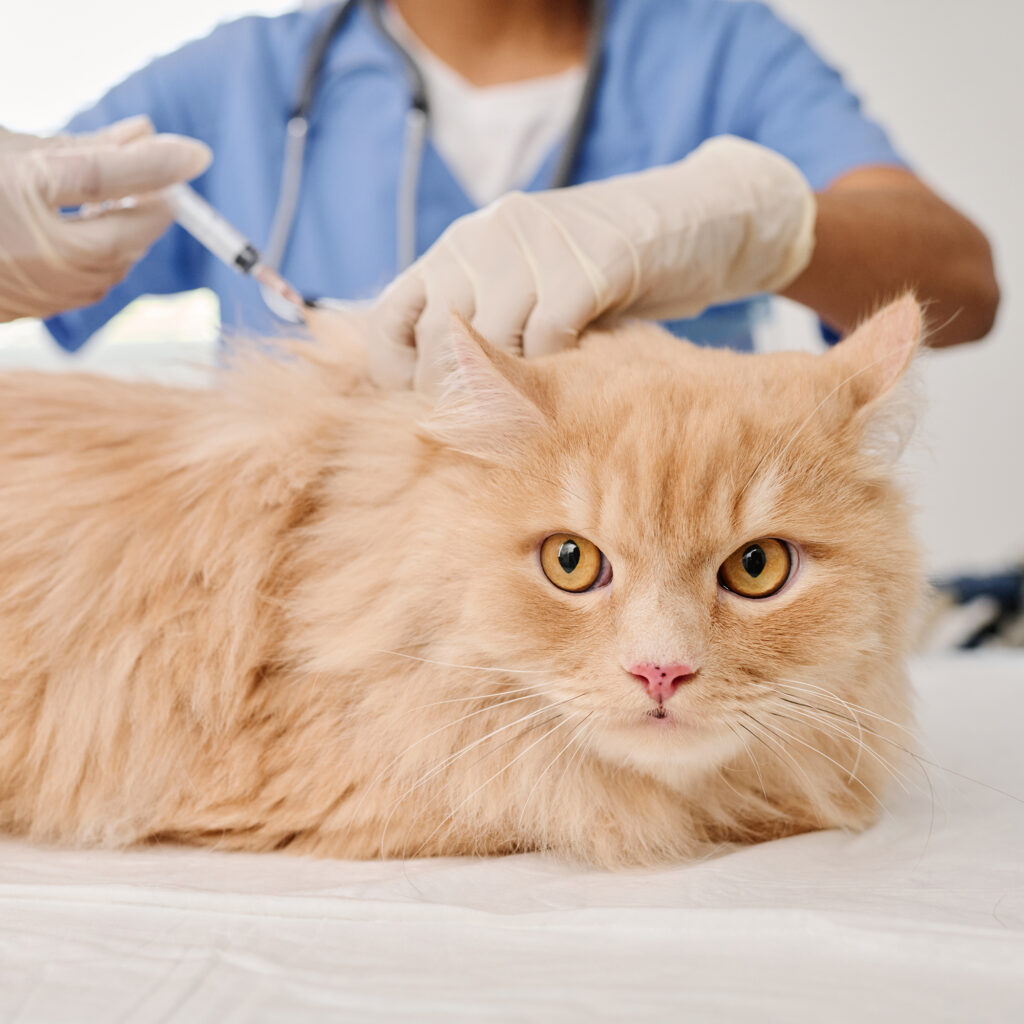Ginger Cat Getting Vaccinated Un gattone rosso viene vaccinato durante una visita di medicina primaria dell'Ospedale Veterinario Croce Azzurra Roma Sud