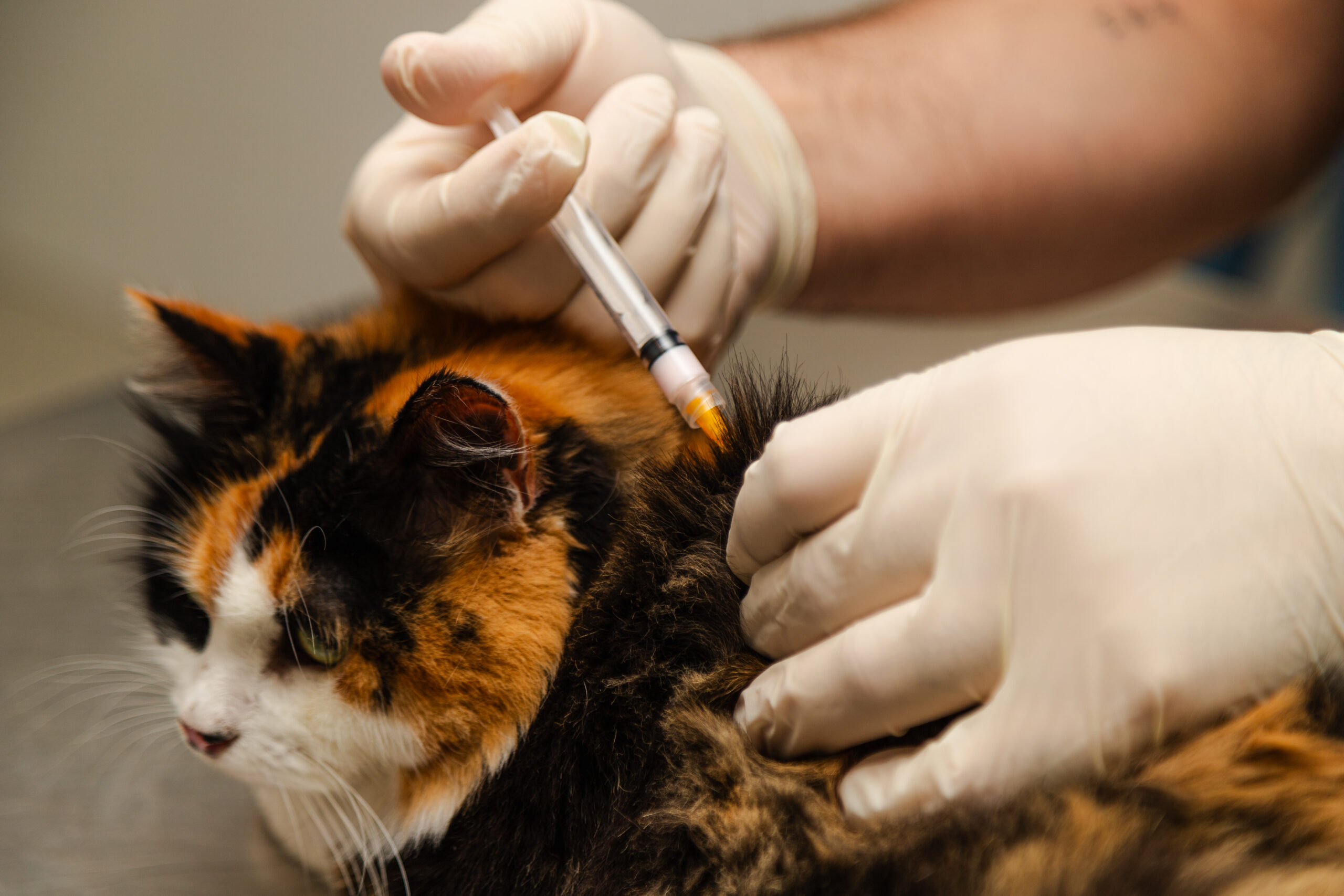 Gatto vaccinato presso l'Ospedale Veterinario Croce Azzurra Roma: l'importanza della profilassi vaccinale