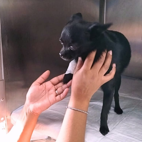 Cagnolino ricoverato in degenza, dopo essere arrivato in al pronto soccorso veterinario